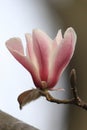 Magnolia denudataÃ¯Â¼ËYulania denudata Desrousseaux D. L. FuÃ¯Â¼â°